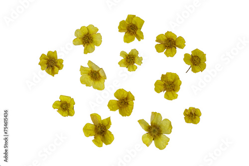 Pressed and dried yellow flowers eschscholzia. Isolated © Golden Shark