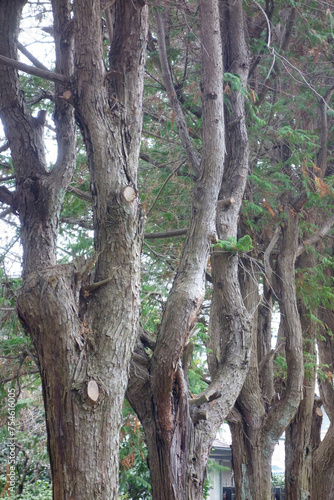 森林公園の林の木立の幹、羅列模様イメージフォト撮影