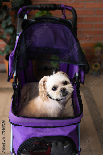 PERRO SENTADO EN UN COCHE LISTO PARA SALIR DE PASEO photo