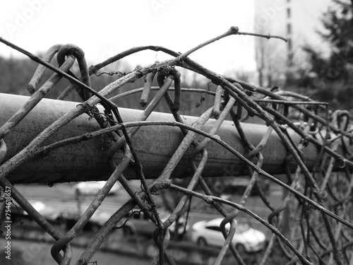 B&W - A fence with twigs around it