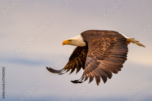 Bald Eagle Fishing Kachemak Bay near Homer Alaska photo