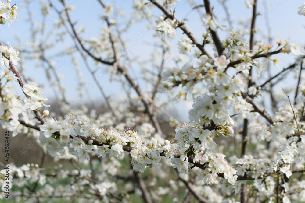 Tree branches with white lush flowers against a blue sky, spring blossoms in gardens, close-up