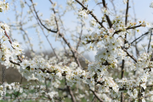 Obraz na płótnie Tree branches with white lush flowers against a blue sky, spring blossoms in gardens, close-up w salonie