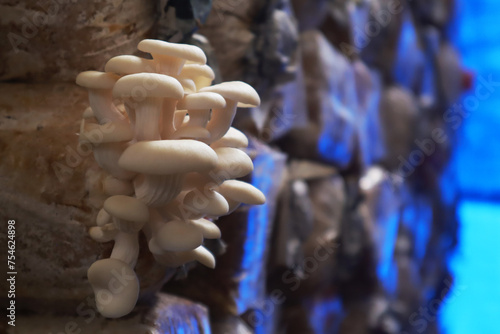 Canvas-taulu Photo of oyster mushroom in mushroom farming place