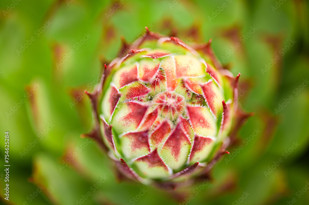 Fototapeta premium A close-up photograph capturing the intricate beauty of a Sempervivum calcareum plant