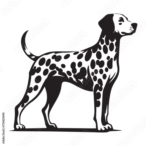 dalmatian dog