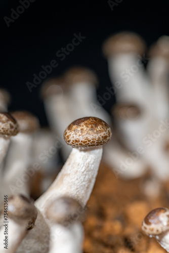 Buna shimeji (Hypsizygus marmoreus) growing on artificial medium at home  photo