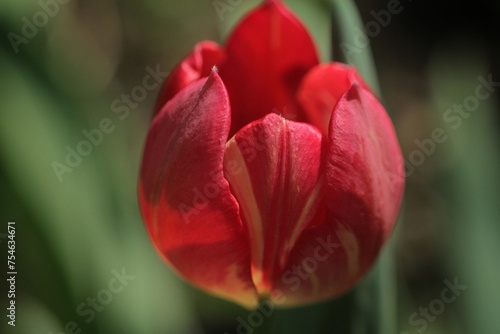 red and yellow tulip