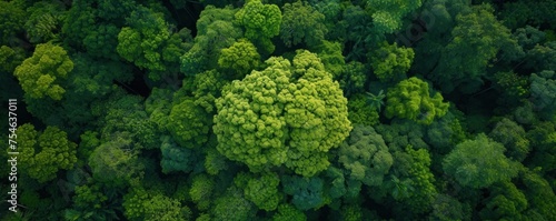 An aerial view of a green tropical forest with an ecosystem that is still maintained