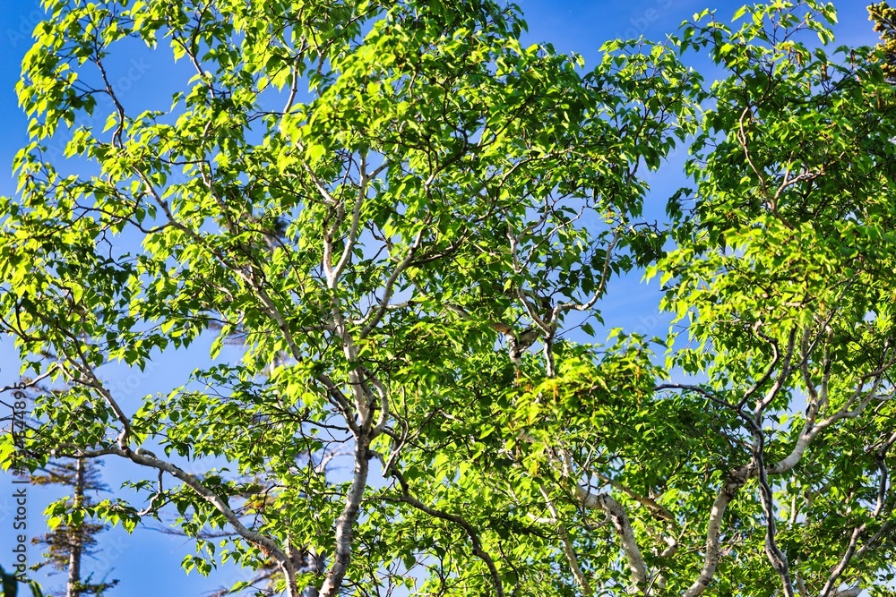 火打山の新緑の樹木