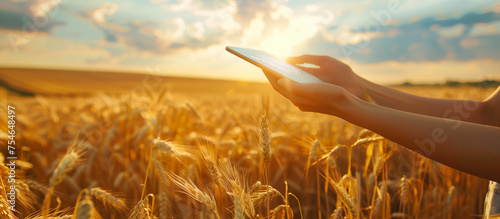 young women farmer use tablet in the wheat field. technology modern farm concept background