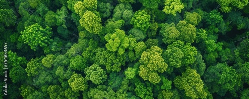 View from above of the forest with dense green trees