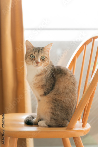 椅子の上の猫