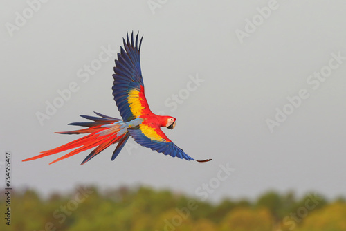 Scarlet Macaw parrot flying in the forest. Free flying bird