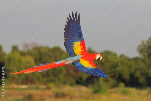 Scarlet Macaw parrot flying in the forest. Free flying bird