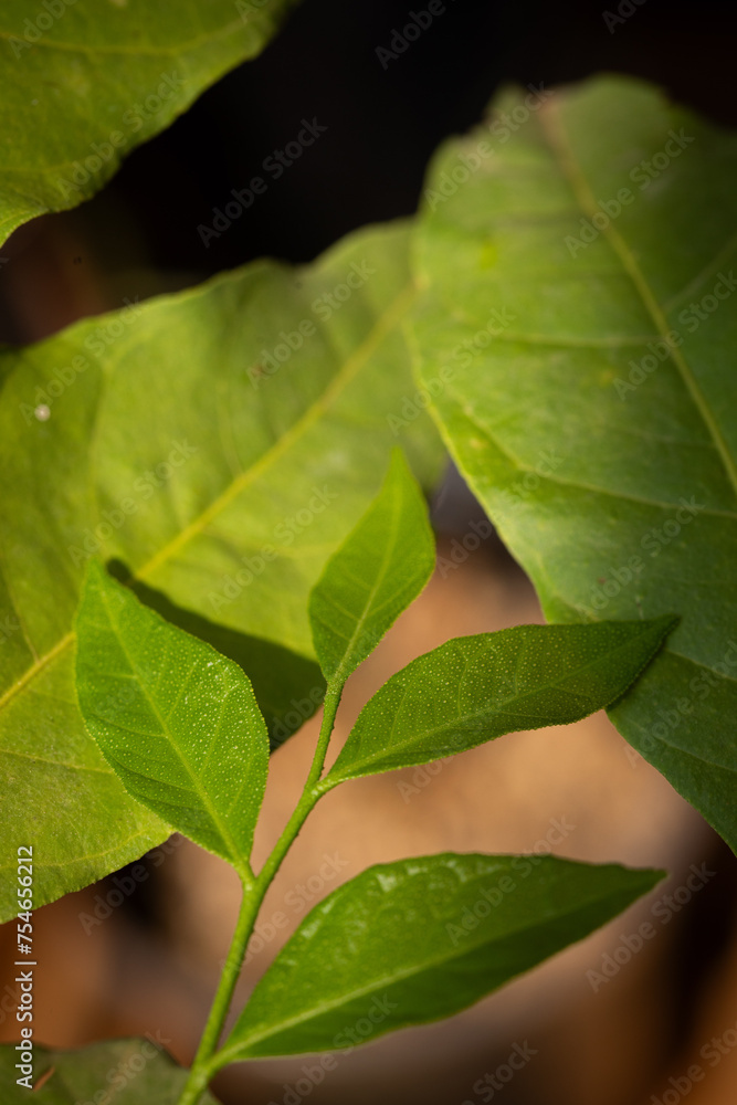 Murraya siamensis Craib with drawal cigarette smoking and make mouthwash.Thailand herbs Murraya siamensis Craib with drawal cigarette smoking and make mouthwash.Thailand herbs