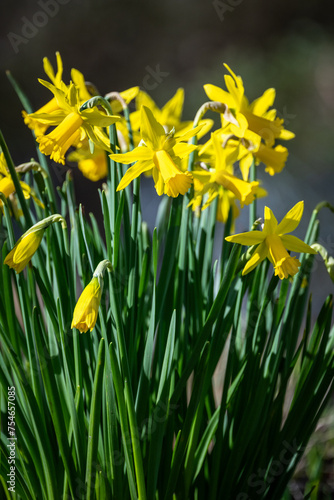 Happy signs of spring, bright yellow daffodil flowers blooming in a sunny winter garden 