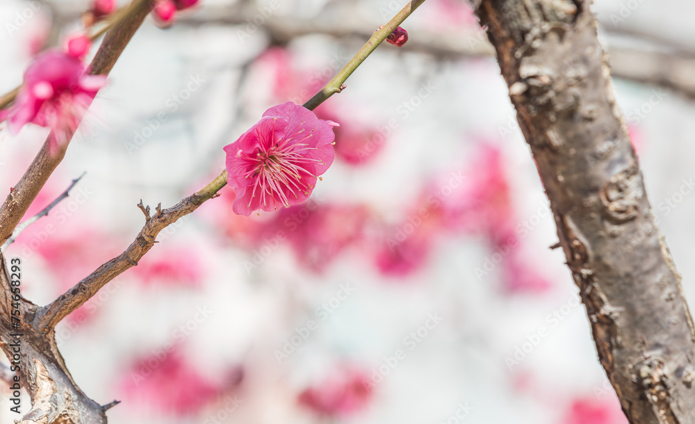 Red plum blossoms bloom in early spring. Prunus mume Red plum blossoms bloom in early spring. Prunus mume