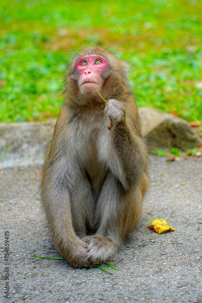 Obraz premium 猿