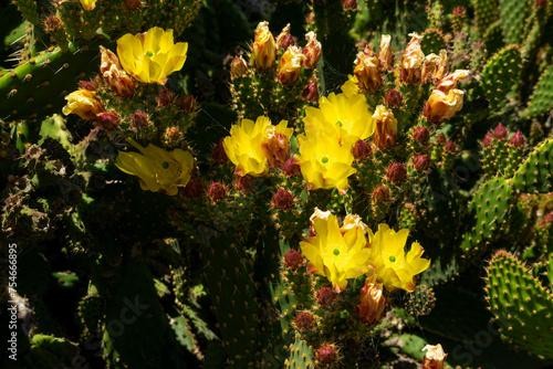 Yellow flowers of a blind prickly pear (opuntia rufida), a cactus native of Texas and New Mexico