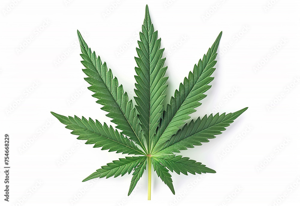 Marijuana leaves, cannabis on a dark background, beautiful background, indoor cultivation Marijuana leaves, cannabis on a dark background, beautiful background, indoor cultivation