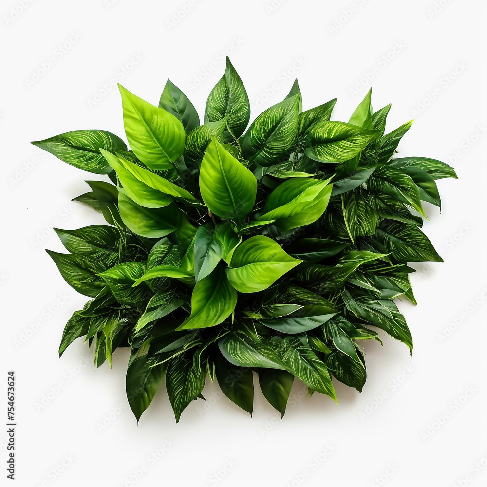 Hydrophile Pinnatifid Thick Green Leaves With Deeply Lobed Aqua Plant Isolated on White BG. Lush Green Hydrophile Flora PNG - obrazy, fototapety, plakaty 