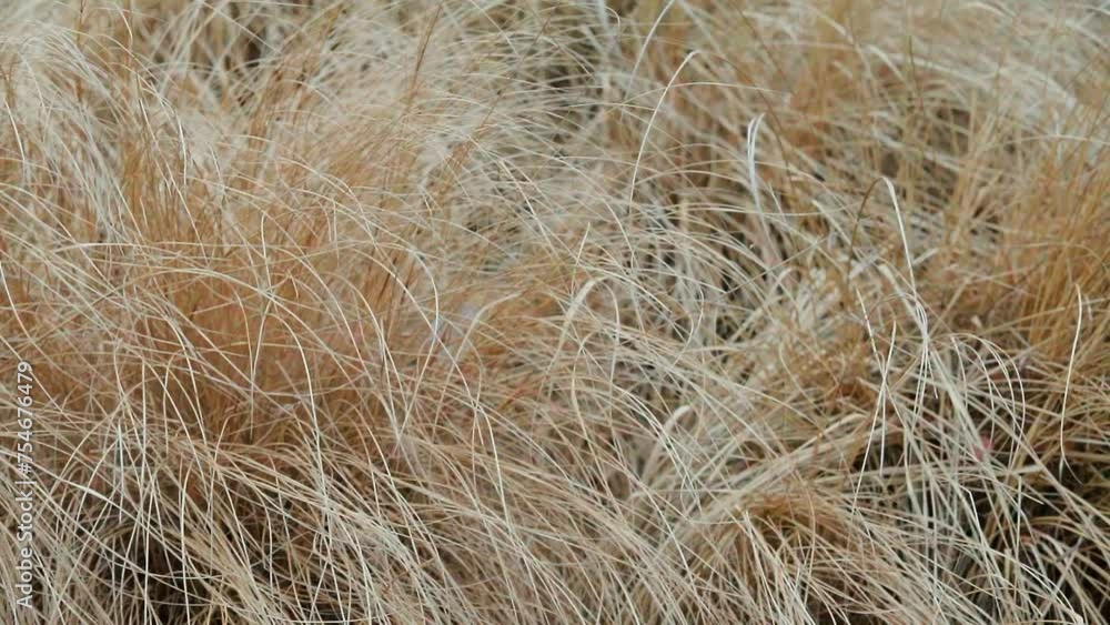 Dry grass field on the wind as a background or texture shot close up. hay Dry grass field on the wind as a background or texture shot close up. hay