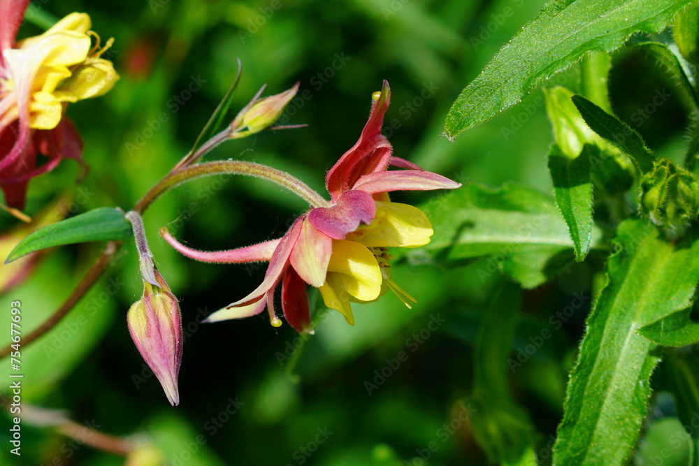Beautiful Aquilegia in the summer garden Beautiful Aquilegia in the summer garden