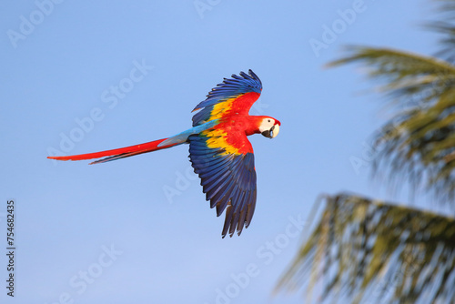 Colorful Scarlet Macaw parrot flying in the forest. Free flying bird
