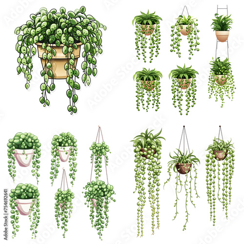 Set Of Green String Of Pearls Succulent Plant Watercolor Isolated On White Background