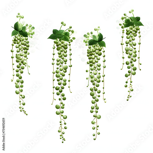 Set Of Green String Of Pearls Succulent Plant Watercolor Isolated On White Background