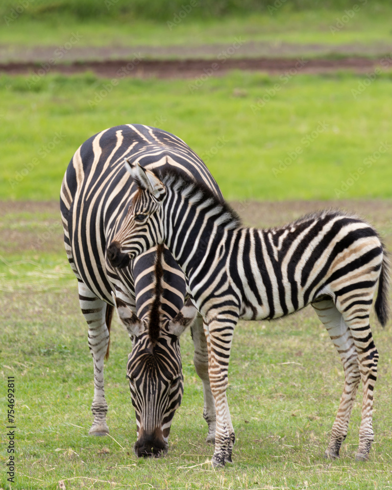 zebras on grass at Werribee Open Range Zoo Victoria zebras on grass at Werribee Open Range Zoo Victoria