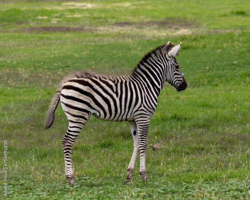 zebra on grass at Werribee Open Range Zoo Victoria zebra on grass at Werribee Open Range Zoo Victoria