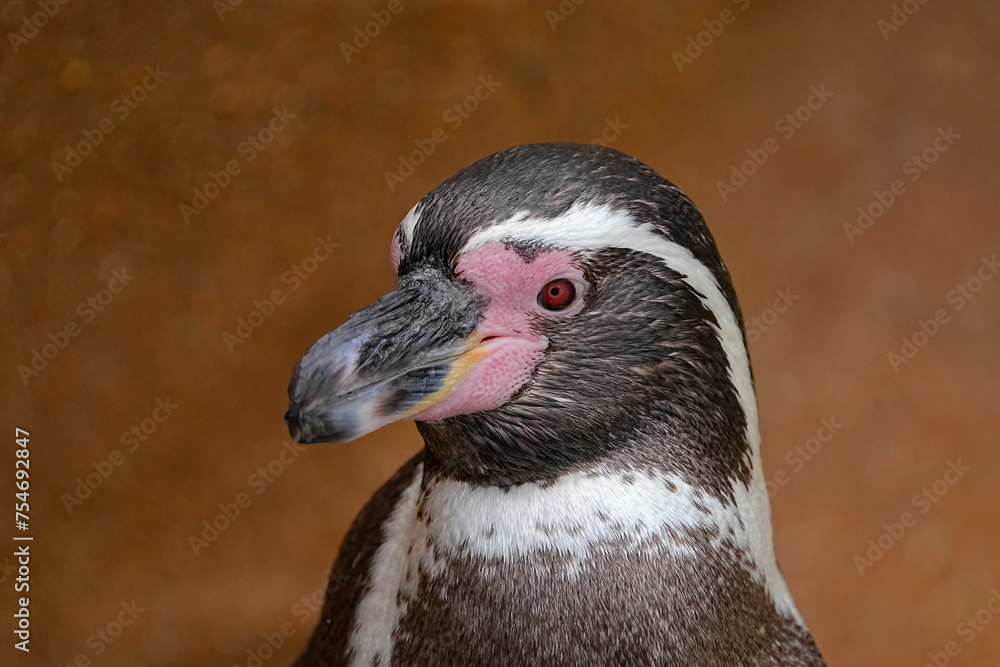 Fototapeta premium フンボルトペンギン