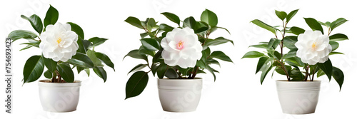 House parlor plant Camellia plant in modern white pot or vase isolated on transparent background generative ai