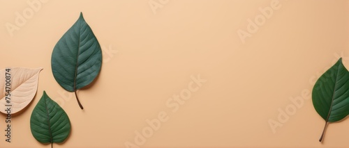 leaves background aesthetic minimalism style