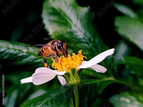 macro photography of cute and adorable orange bee that often forage around flowers in the yard photo