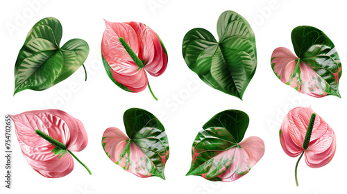 Anthurium Collection  Vibrant Tropical Flowers in Digital Art  Isolated on Transparent Background - Stunning Botanical Illustrations for Graphic Design and Decorative Compositions 