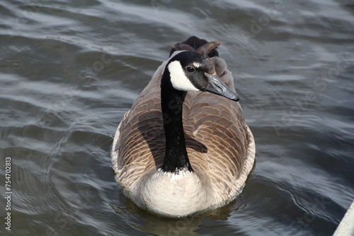Canadian goose swimming, William Hawrelak Park, Edmonton, Alberta