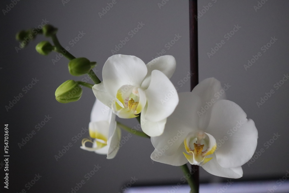 Falenopsis ćmówka Phalaenopsis orchidea - obrazy, fototapety, plakaty 