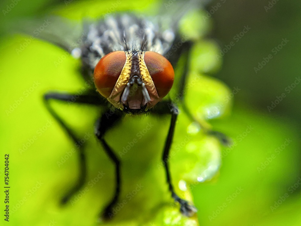 Naklejka premium macro photography of cute and adorable lttle black fly often forage around flowers in the yard