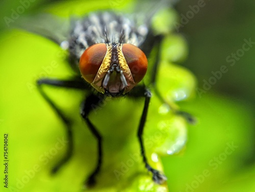 macro photography of cute and adorable lttle black fly often forage around flowers in the yard