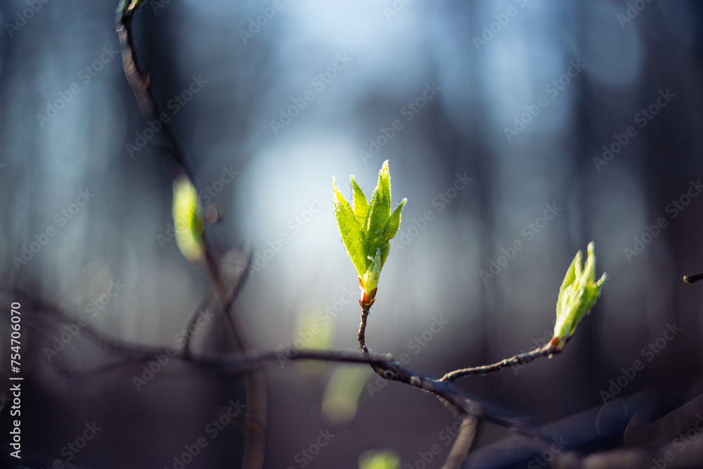 Wiosenna zieleń szron na młodych liściach na przedwiośniu - obrazy, fototapety, plakaty 