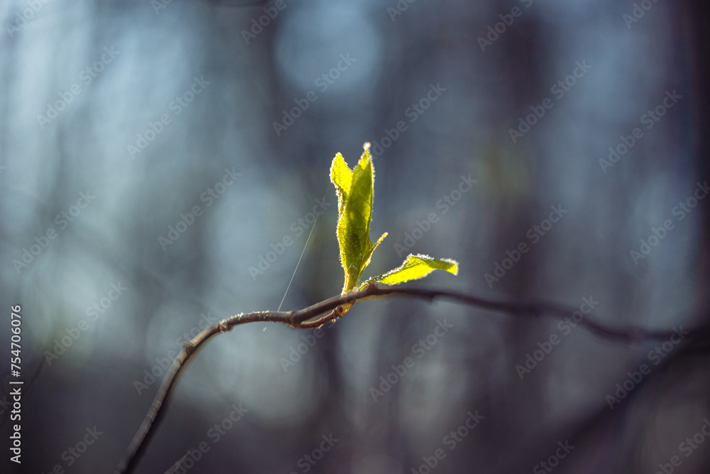 Wiosenna zieleń szron na młodych liściach na przedwiośniu - obrazy, fototapety, plakaty 