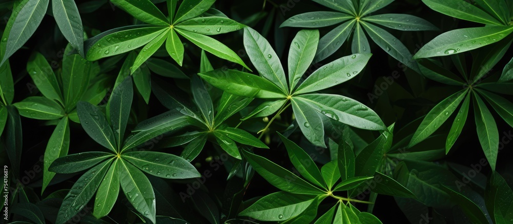 The close-up view showcases a lush green schefflera plant, also known as an Umbrella plant, with an abundance of vivid green leaves. The intricate details of the leaves are prominently displayed The close-up view showcases a lush green schefflera plant, also known as an Umbrella plant, with an abundance of vivid green leaves. The intricate details of the leaves are prominently displayed
