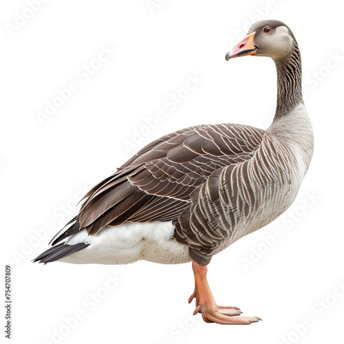 goose on transparent background