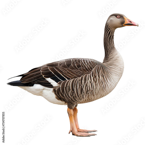 grey goose isolated on transparent background