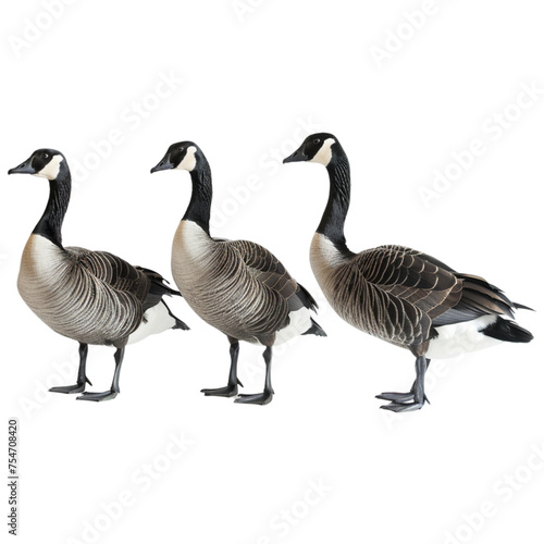 country goose family on transparent background