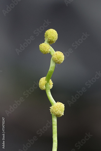 Unbranched Bur-reed, Sparganium emersum, also called European bur-reed, close-up of spherical clusters of stamens photo