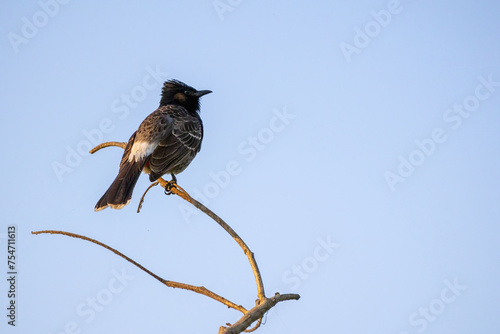 фотографія Red-vented bulbul (Pycnonotus cafer) bird is sitting on a tree twig with light blue sky background